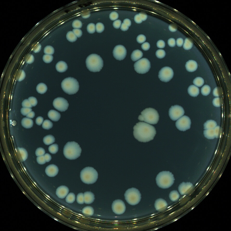 Molecular slider, Microbial Identification Food Microbial Identification, Food microorganism detection, food microbial identification, microorganism species identification
